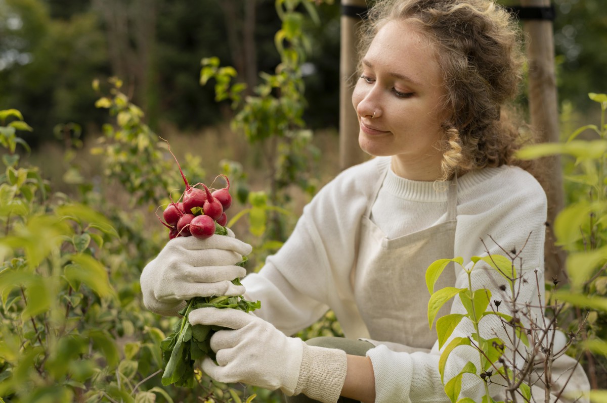 Не сажайте малину рядом с этой ягодой: потеряете весь урожай!