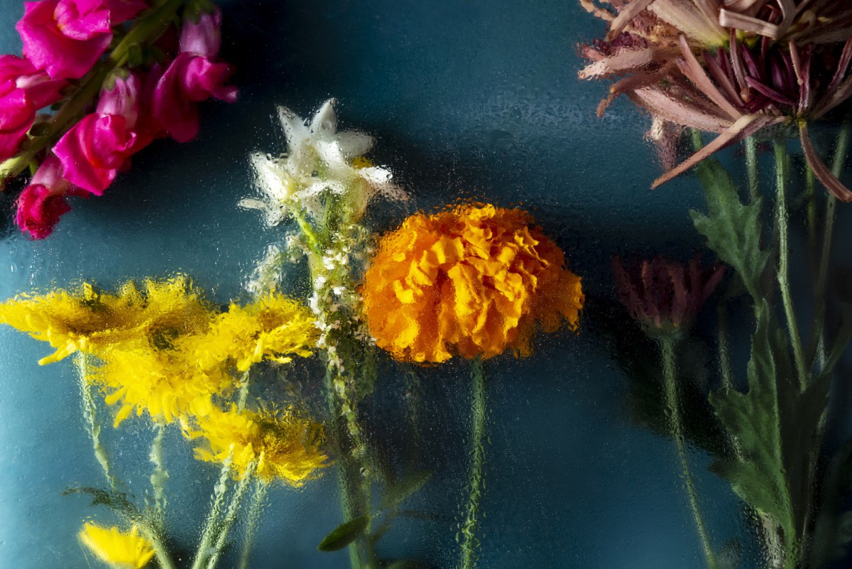 Цветы для теплицы: что сажать в апреле