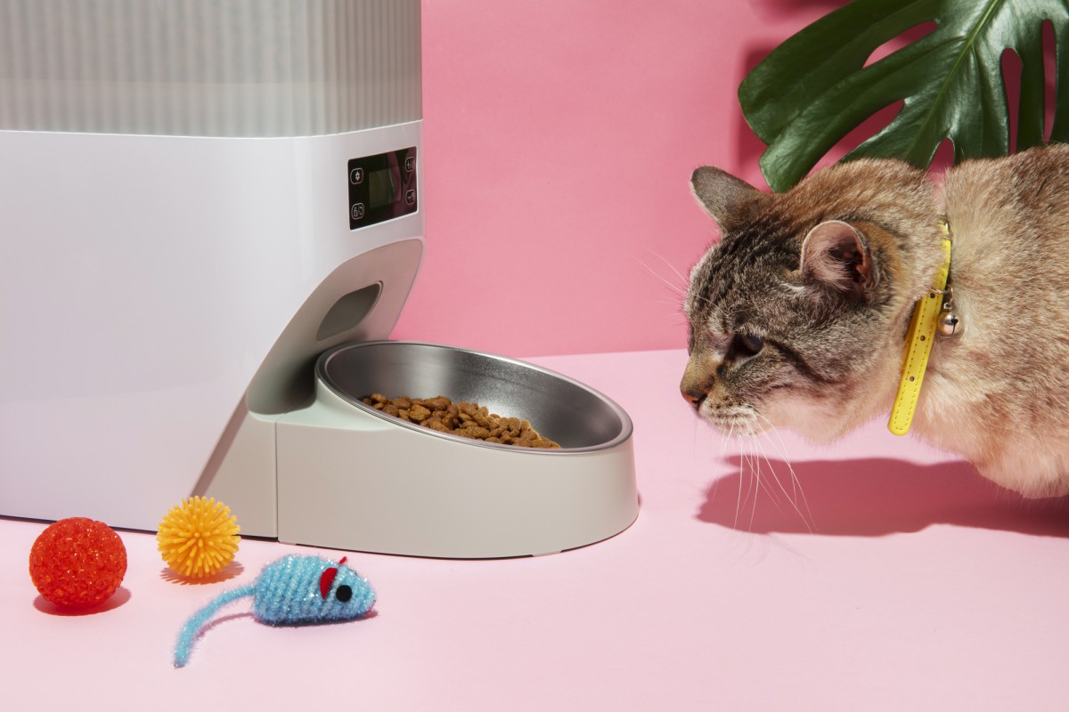 Почему кошачий и собачий корм — это не одно и то же: разбираемся в нюансах