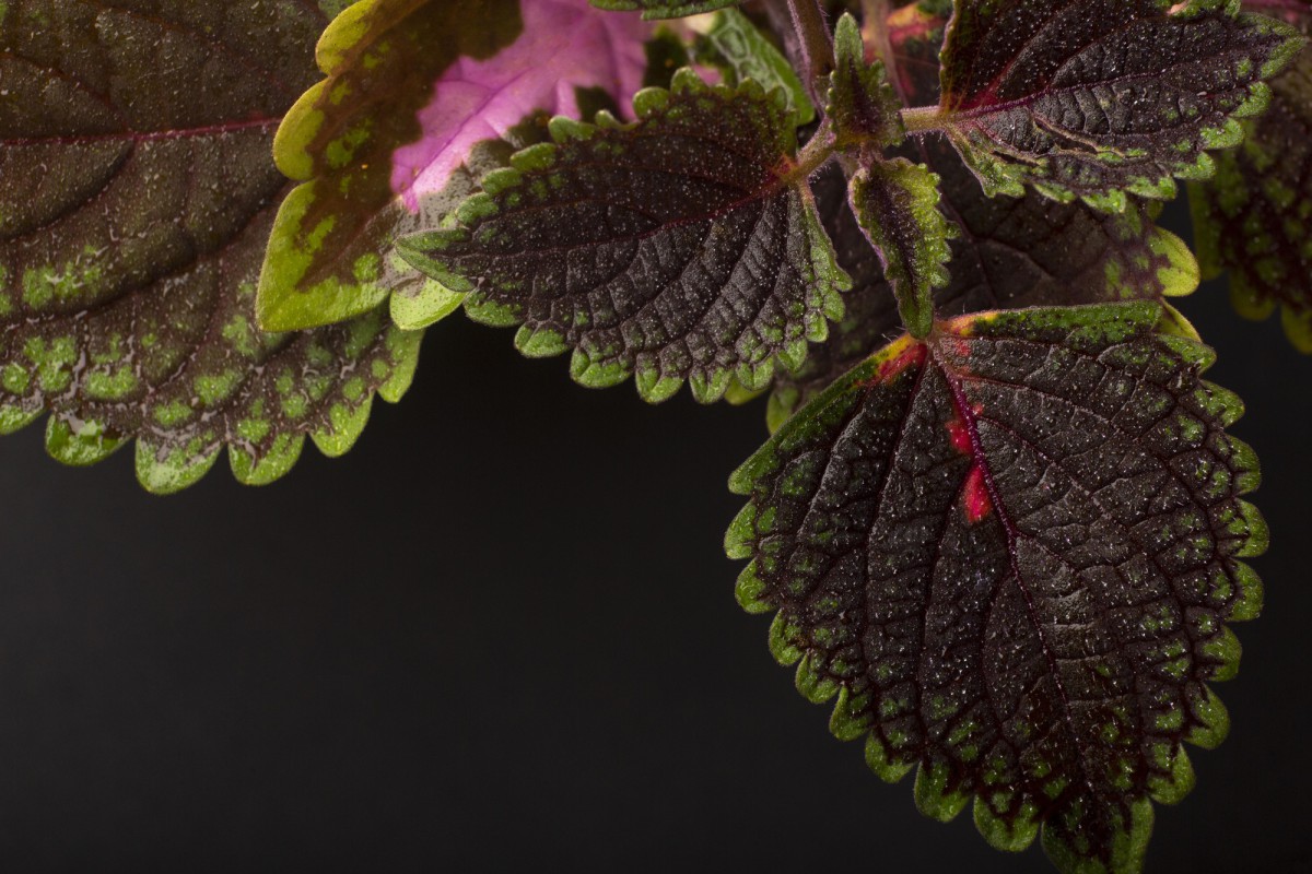 Бегония: как не погубить растение при уходе