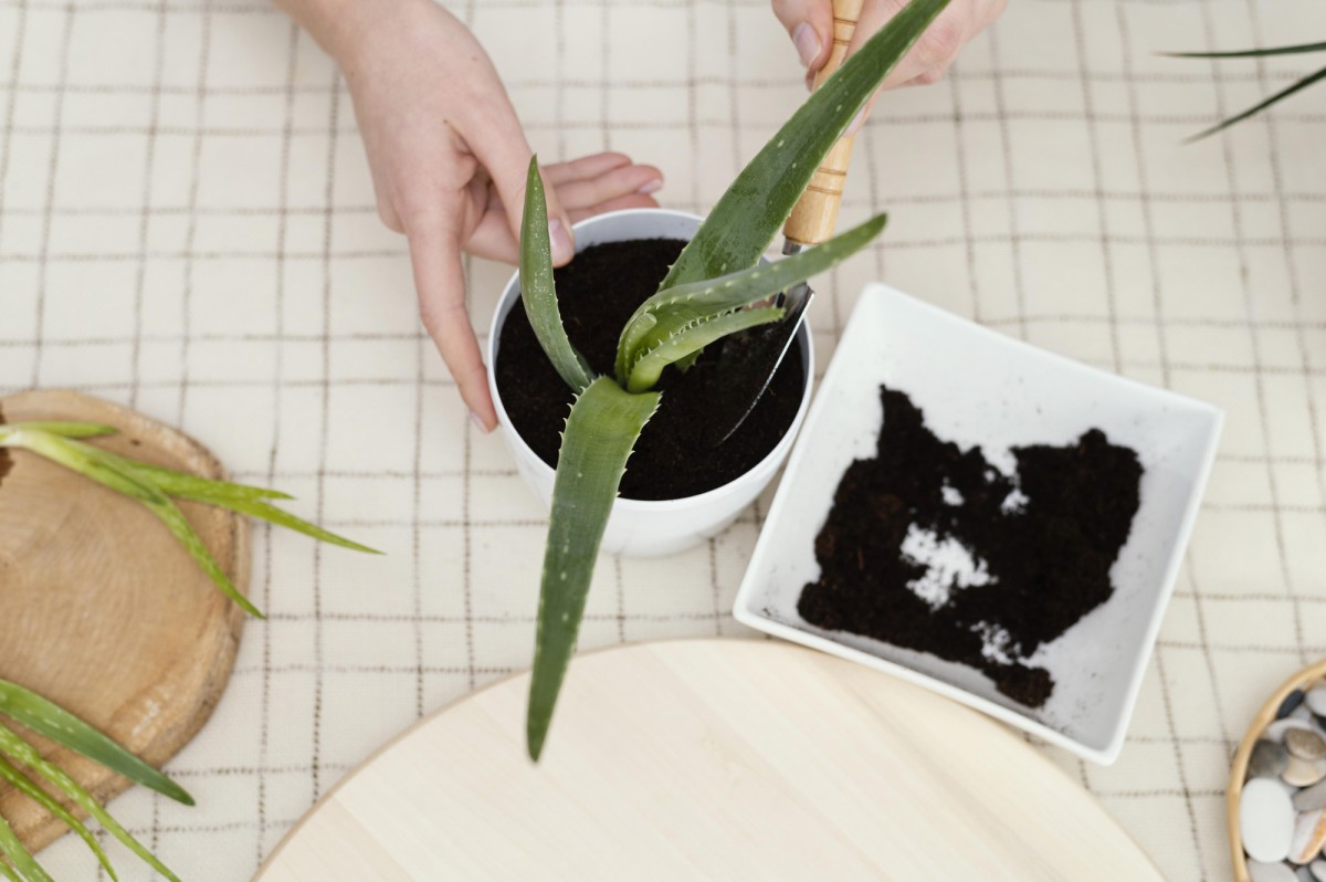 Как понять, что орхидее нужна пересадка?