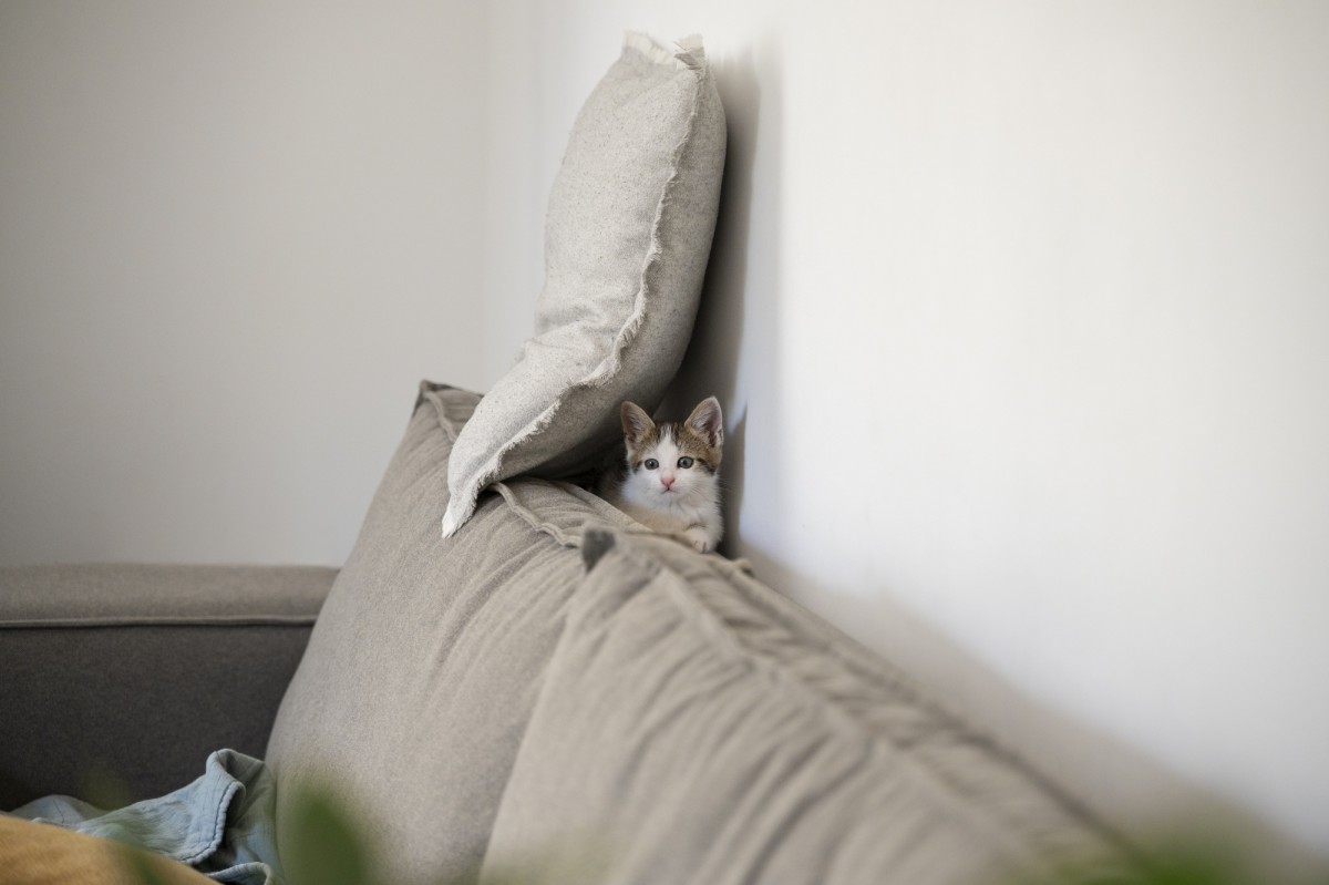 Как отучить кота драть мебель: простой способ