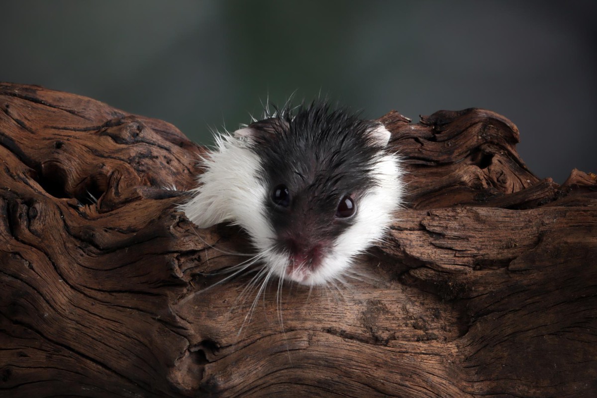 Экзотические питомцы: плюсы и минусы содержания