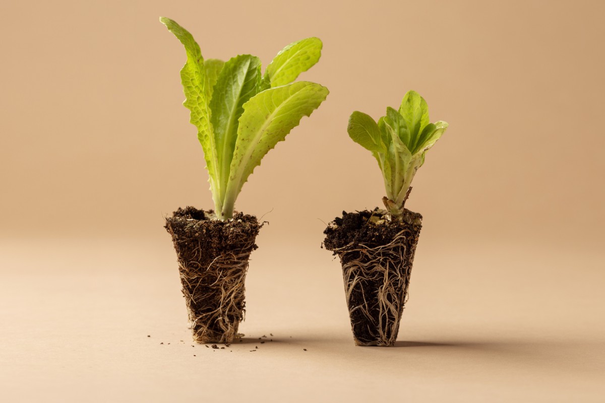 Микориза для рассады: правда и мифы