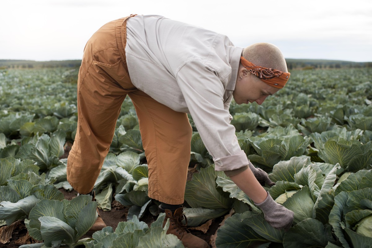 Как подкормить капусту в августе и получить богатый урожай