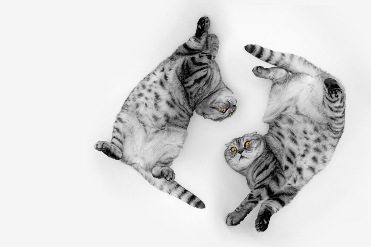 Кошки для знаков Воздуха: идеальный выбор для вашего характера