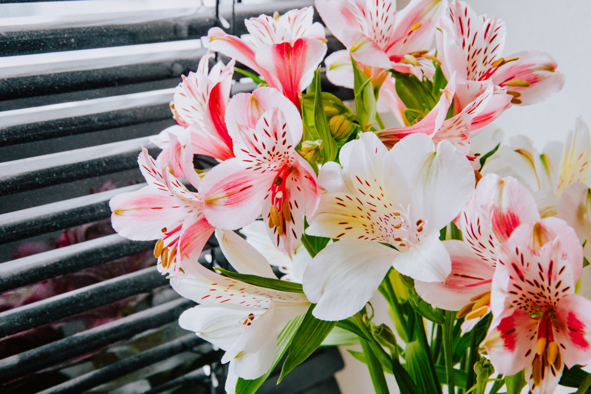 Секреты хранения гладиолусов: как сохранить клубни до весны