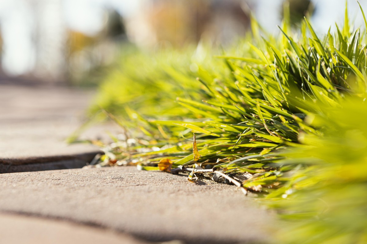 Как навсегда избавиться от травы на дачных дорожках: советы эксперта