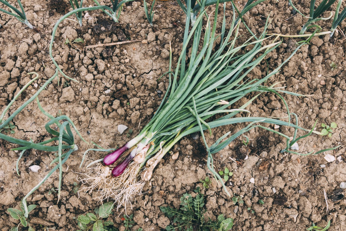 Март — время сажать чеснок: секреты ярового чеснока