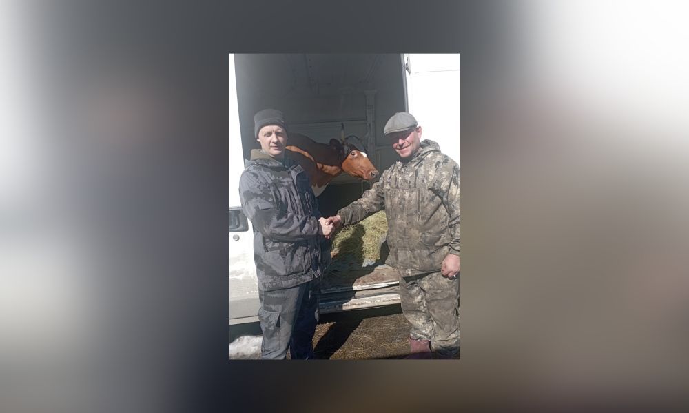 Фермеры подарили корову семье с восемью детьми в Карелии