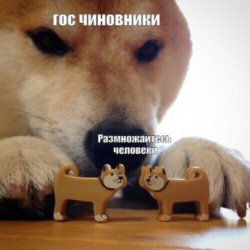 В России предложили уменьшить срок школьного обучения ради поднятия демографии