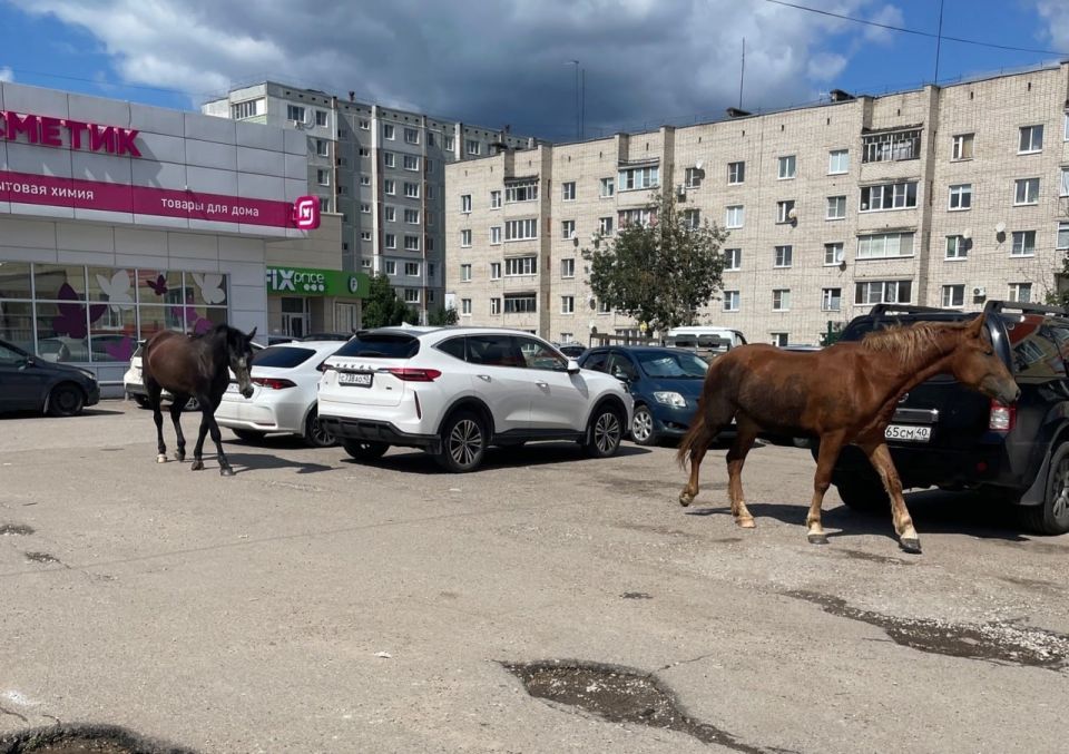 В Калуге лошади оставили «подарок» у детской поликлиники на Кубяке