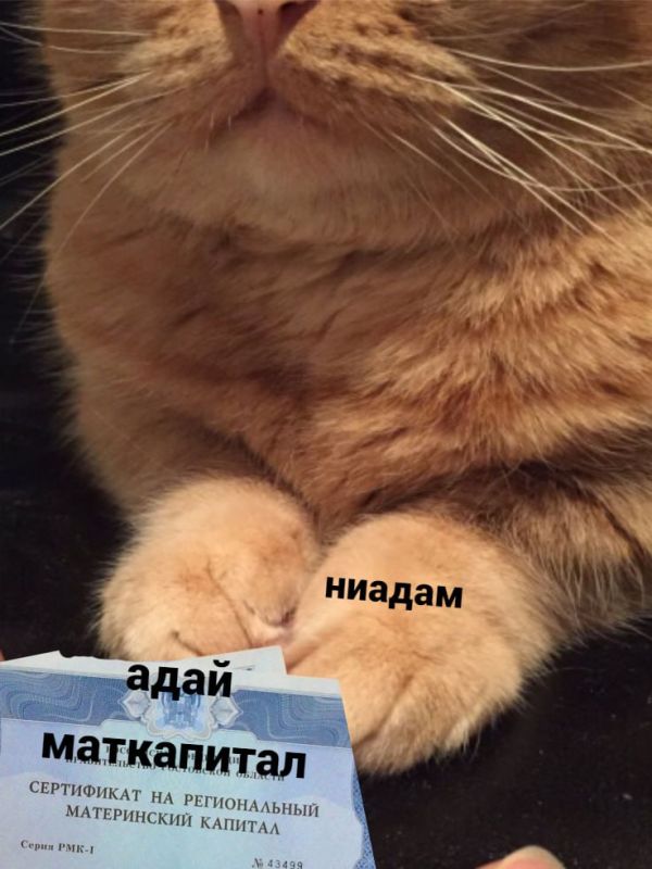 Алексинская прокуратура помогла многодетной матери получить региональный маткапитал