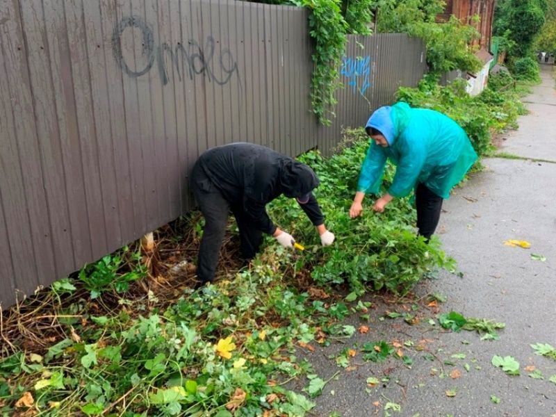В Ленинском районе ликвидируют поросль клена