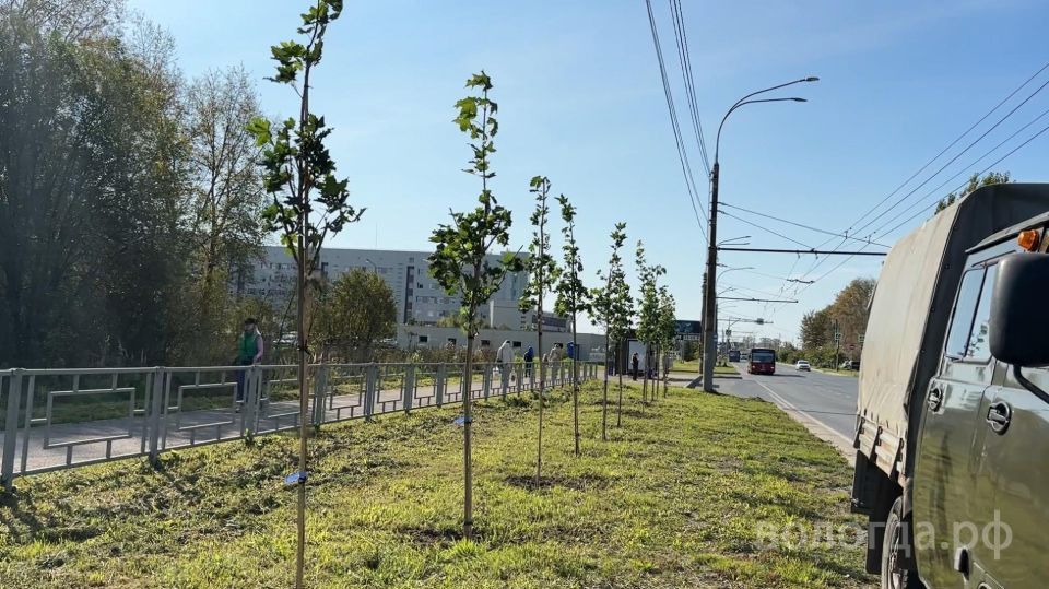 50 деревьев высадили рядом с Вологодской областной детской больницей на Пошехонском шоссе