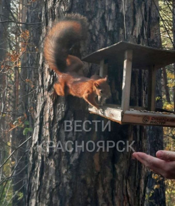 18 жителей края пострадали от укусов белок с начала года