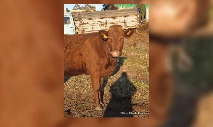 Активная и любопытная: молодая семья из Белогорского округа содержит телку редкой породы