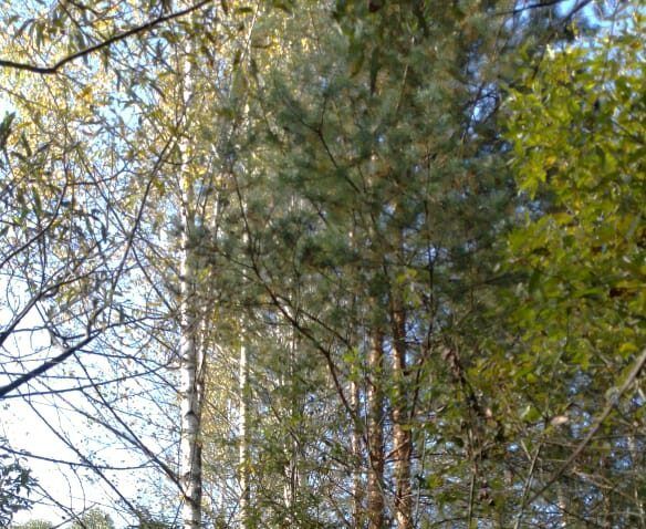 В Судогде многодетной семье предоставили участок с лесом для возведения жилого дома