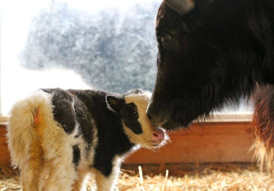 Детеныш родился у пары яков в нижегородском зоопарке "Лимпопо"