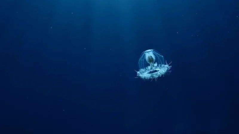 Трагедия на пляже: двухлетний мальчик из РФ умер после укуса медузы в Малайзии