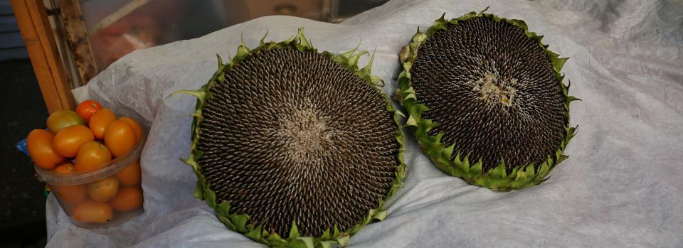 Детям до 2–3 лет давать орехи и семечки категорически нельзя — пульмонолог