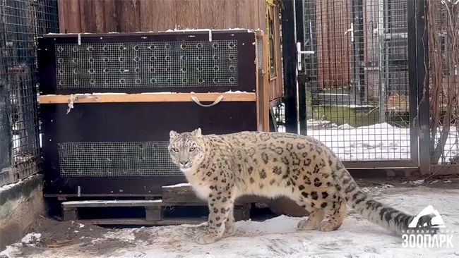 Самка снежного барса уехала из челябинского зоопарка в Новосибирск