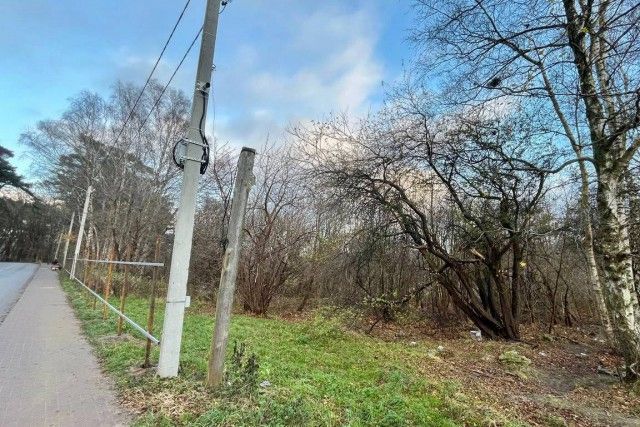 Компании Качановича разрешили вырубить 393 дерева для строительства гостиничного комплекса в Светлогорске