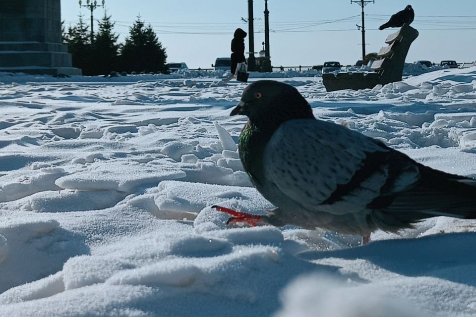 Хабаровские дети спасают птиц от мороза: мастерят кормушки и угощают синичек салом