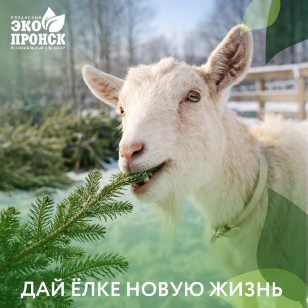 Рязанцы могут сдать новогодние ёлки на подкормку животным
