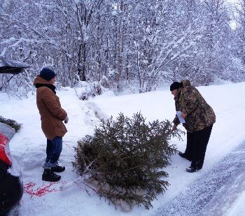 В Поморье подвели итоги борьбы с «чёрными» добытчиками елей