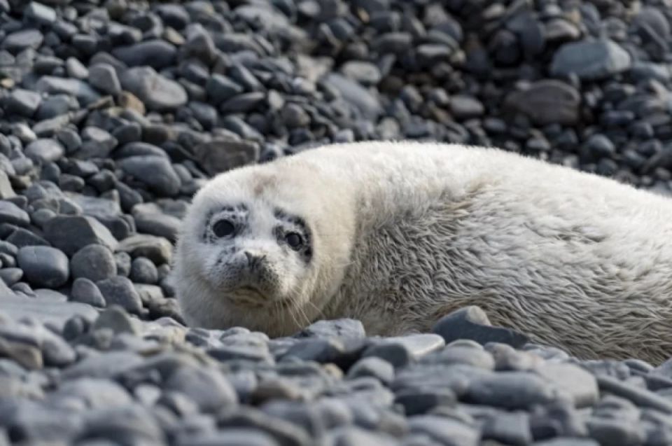 В Дальневосточном морском биосферном заповеднике в заливе Петра Великого начался сезон рождения детёнышей ларги: первые бельки уже появились на островах архипелага Римского-Корсакова