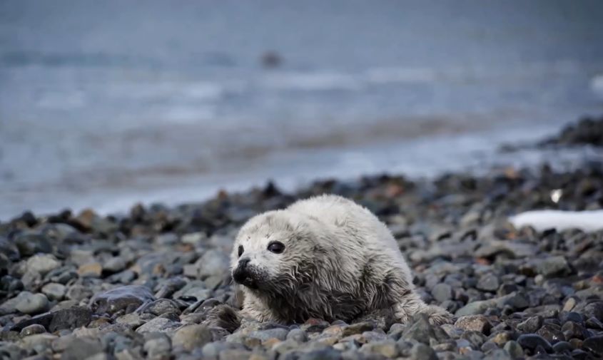 Одна мама — один пушистик: в Приморском заповеднике родились первые в 2026 году детеныши ларги