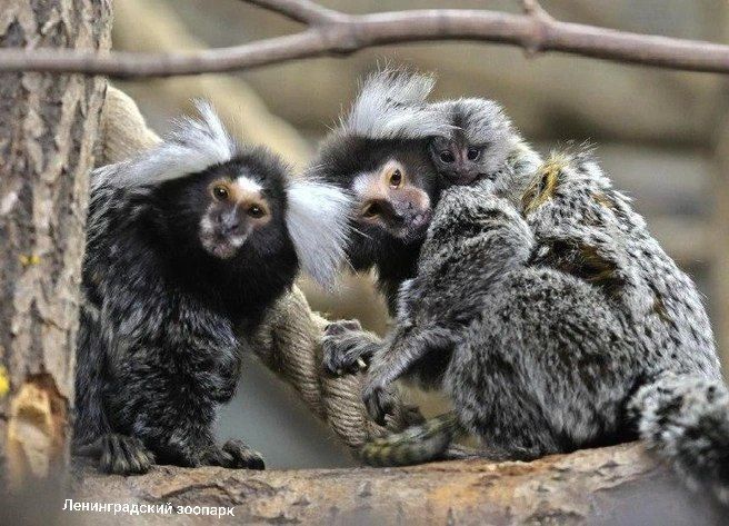 Пара игрунок из Лензоопарка могла бы воспользоваться программой семейной ипотеки