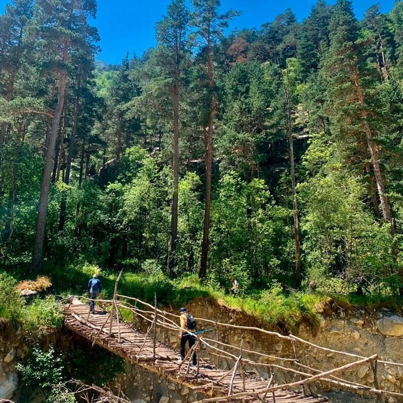 В Дигорском районе весной 2026 года высадят более 16 тысяч деревьев