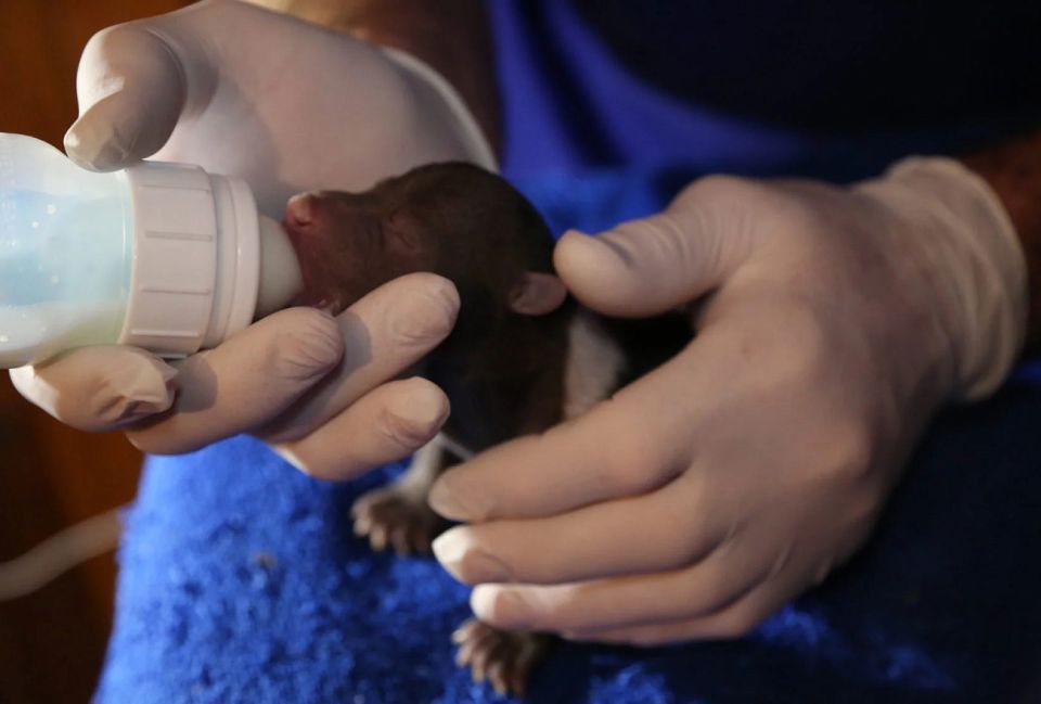 Центр спасения медвежат-сирот из Тверской области стал обладателем гранта Президентского фонда природы